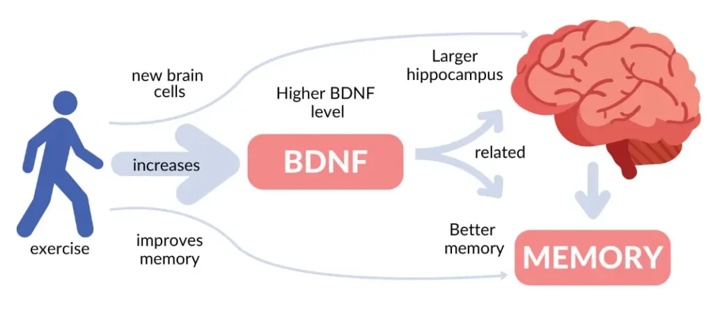 Kinesthetic learning benefits students by increasing BDNF