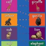 Baby Zoo Hop