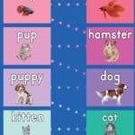 Different types of pets and their baby names hop mat