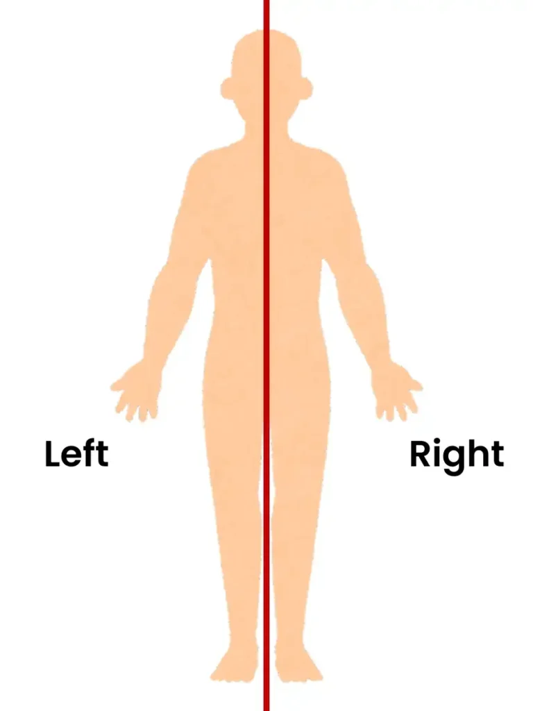 midline of the body