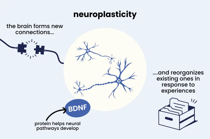 exercise and the brain